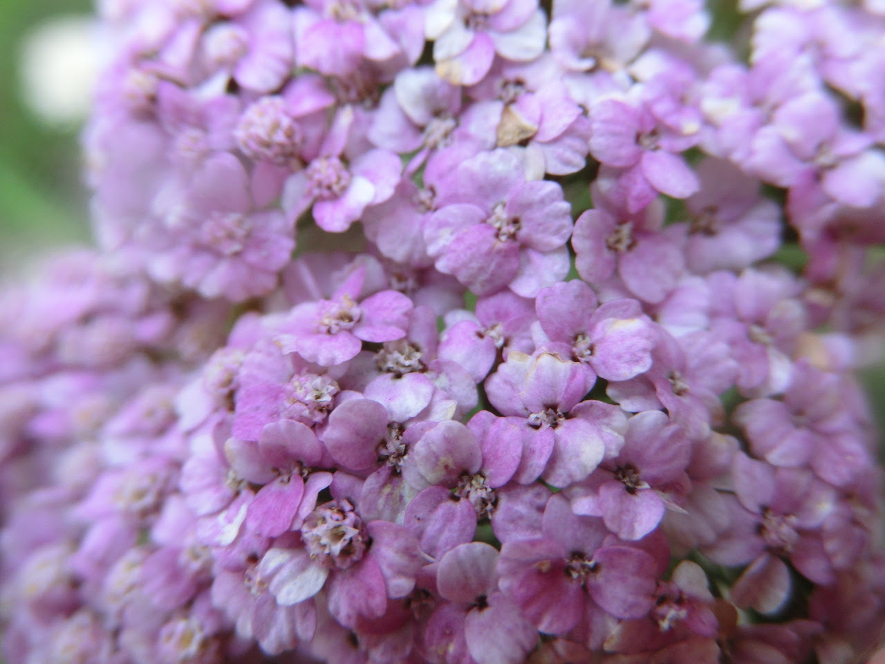 Tato Wallpaper WallpaperSafari Tato Wallpaper WallpaperSafari