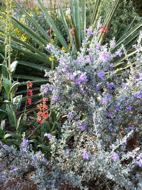 If your garden is struggling due to high heat or humidity, you may need to consider your plant selection and whether they're a good fit for the climate. Leucophyllum minus | High Plains Gardening