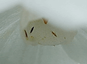 クリスマスローズの育て方 ヘレボルス属の病気と害虫 予防と対策