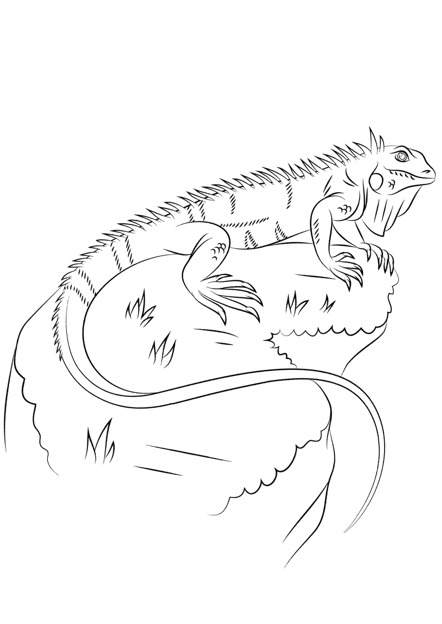 Download Iguana coloring pages to download and print for free