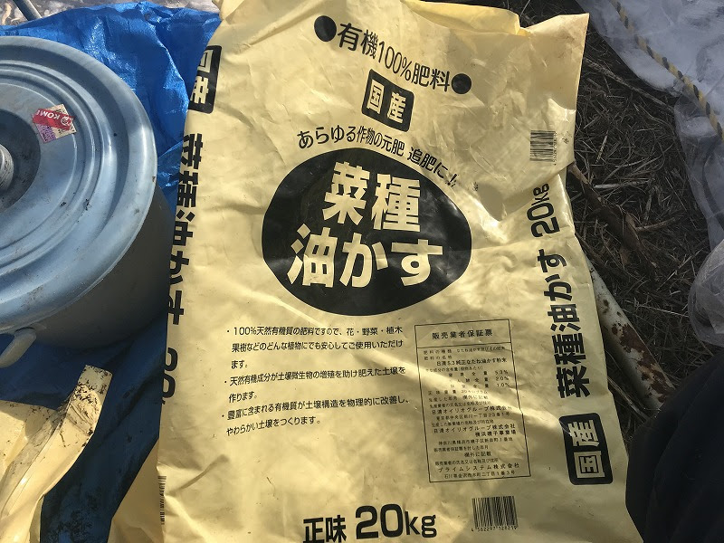 ブルーベリー ど根性栽培 の 幼木の剪定 Vol175 無為自然な農業日記