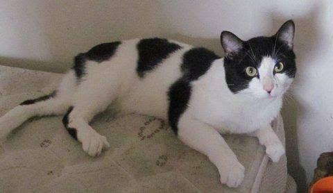 Turkish van mix
