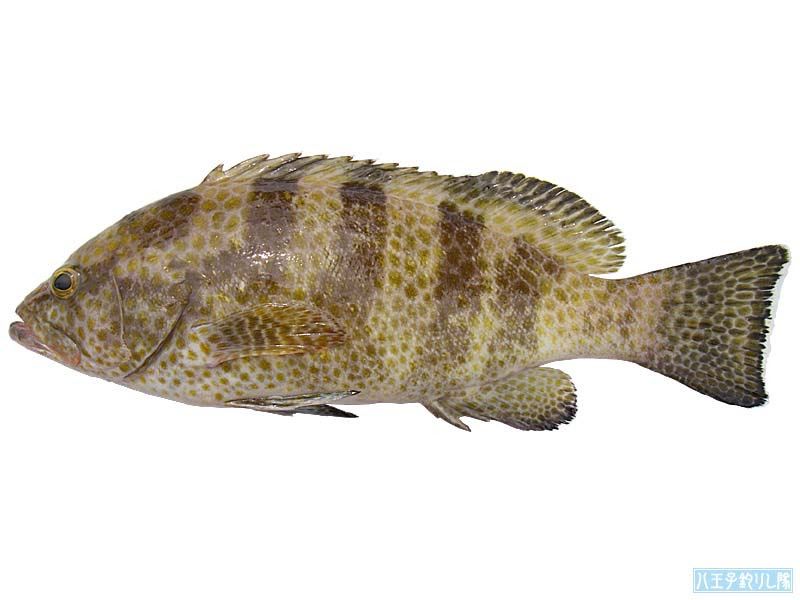 オオモンハタ 八王子釣りし隊の魚図鑑