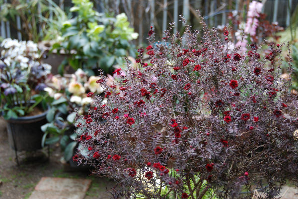 クリスマスローズ ブラック ギョリュウバイ 晴れたらいいね