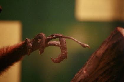 童謡でおなじみのアイアイ 驚愕な怖すぎる容姿と捕食の映像 珍獣図鑑アルパカパカス
