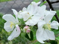 ５月２日の誕生花 リンゴ 林檎 の花言葉 選ばれた恋 誘惑 の赤い実を射抜いた 名声 弥生おばさんのガーデニングノート 花と緑の365日 楽天ブログ