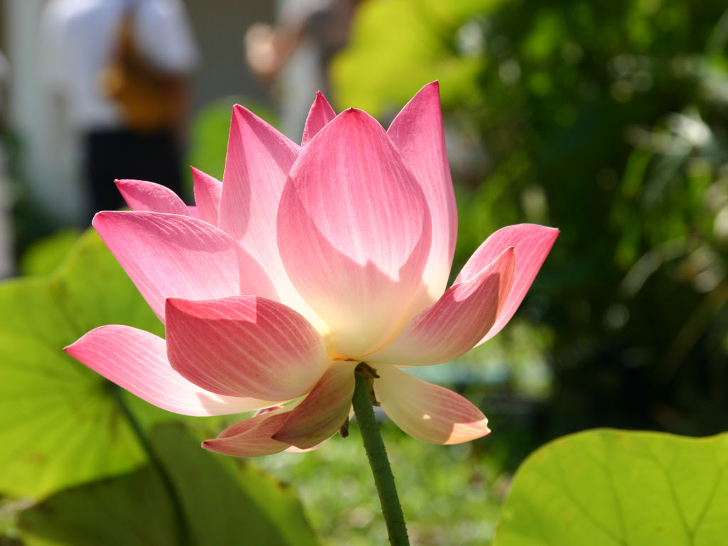 ピンク色のハスの花1 写真素材無料壁紙