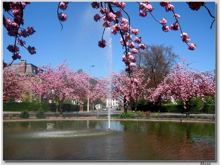 Les plus beaux cerisiers en fleurs de la planète