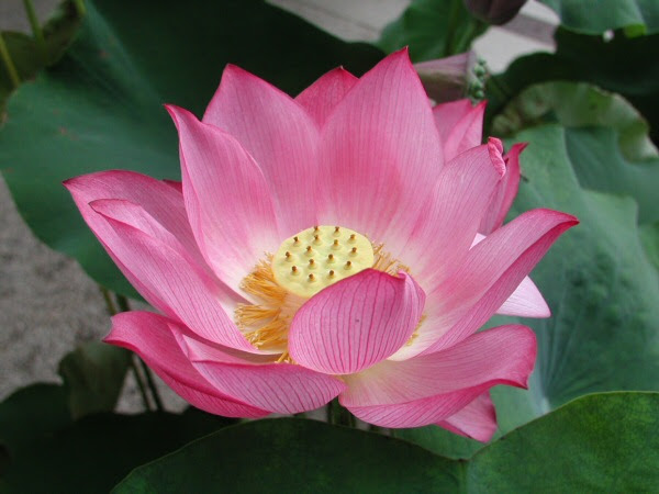 Tibetan Tattoos - Lotus Tattoo. by Lisa (Toronto, Ontario, Canada) Rangoli 
