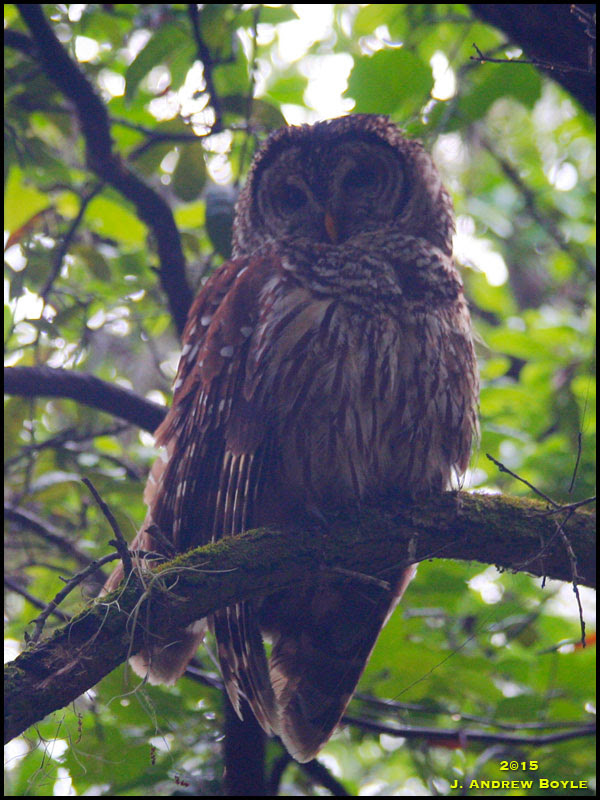 Barred Owl