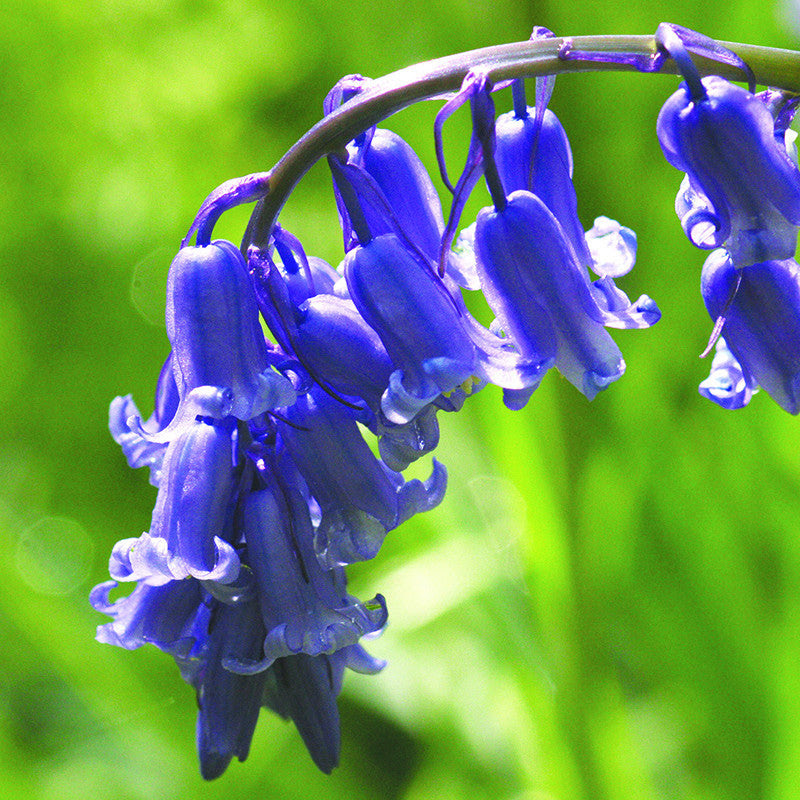 Bluebell Yorkshire Flower Essences