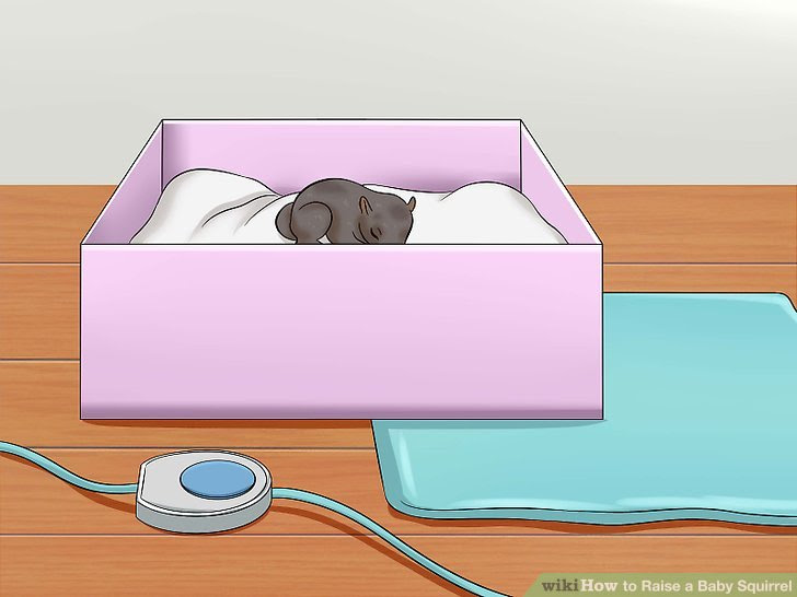 Raise a Baby Squirrel Step 4.jpg