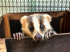 みさとワールド夢見ヶ崎動物公園 ニホンアナグマ