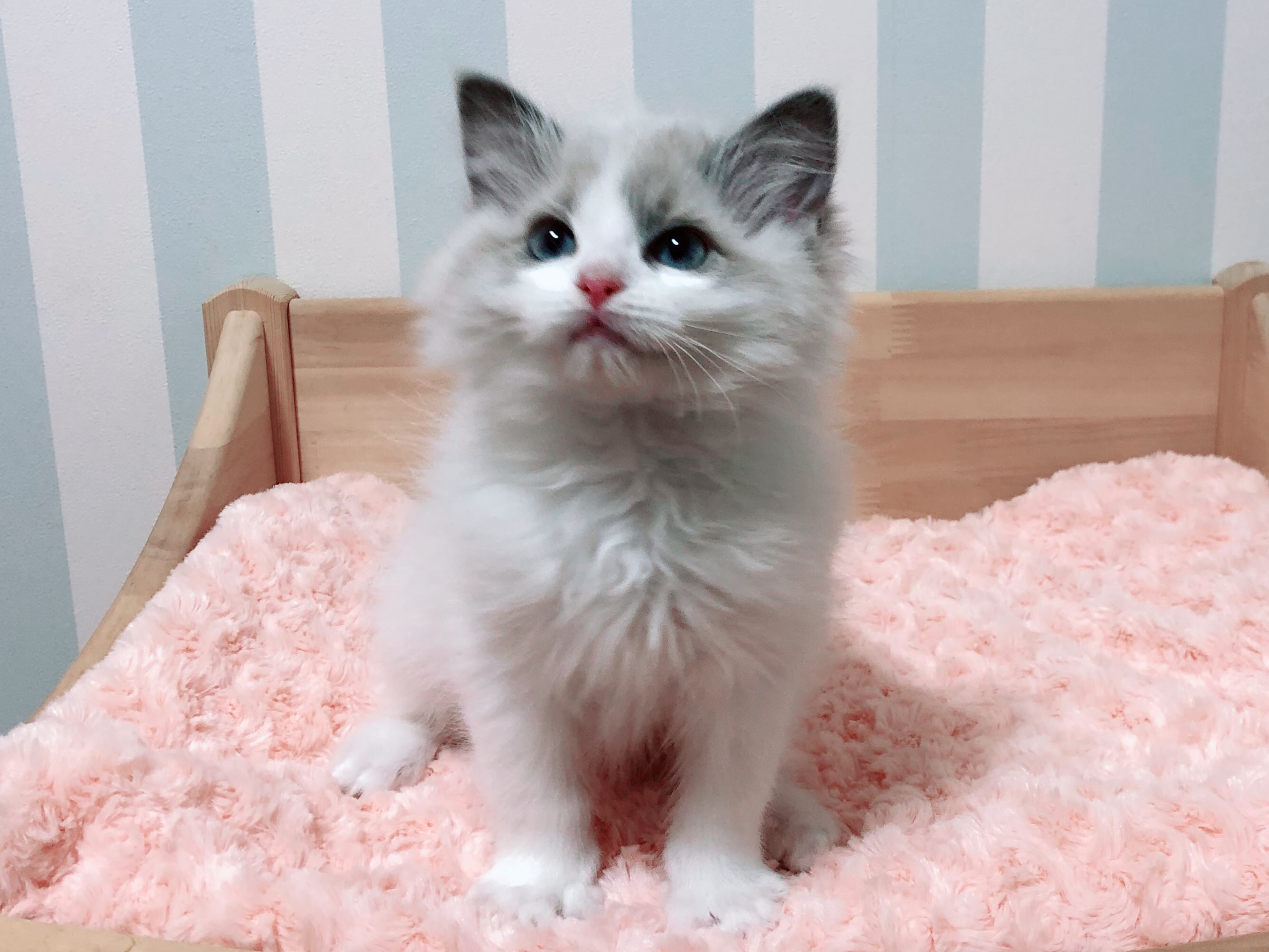 北方 地平線 アーサー ラグドール 子猫 値段 Bicepbetties Com