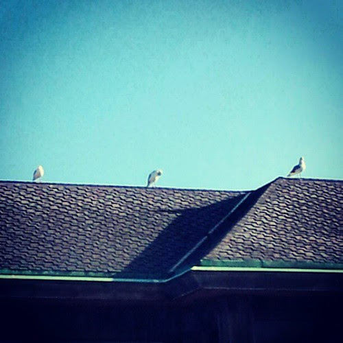 Seagulls catching the morning sun by quilter4010