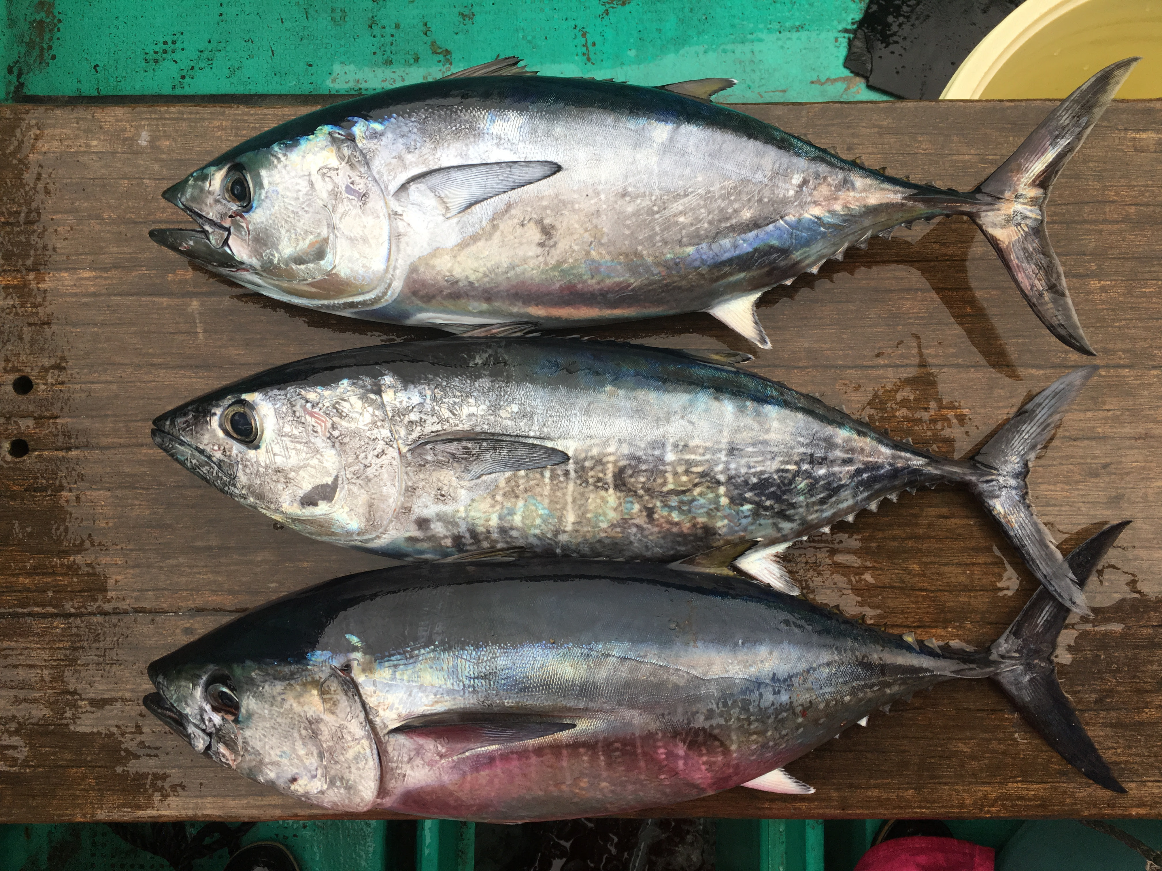 トンボマグロ釣りが本マグロ釣りに O 三重県和具港三善丸 ハヤブサlady 隼華 Hayaka