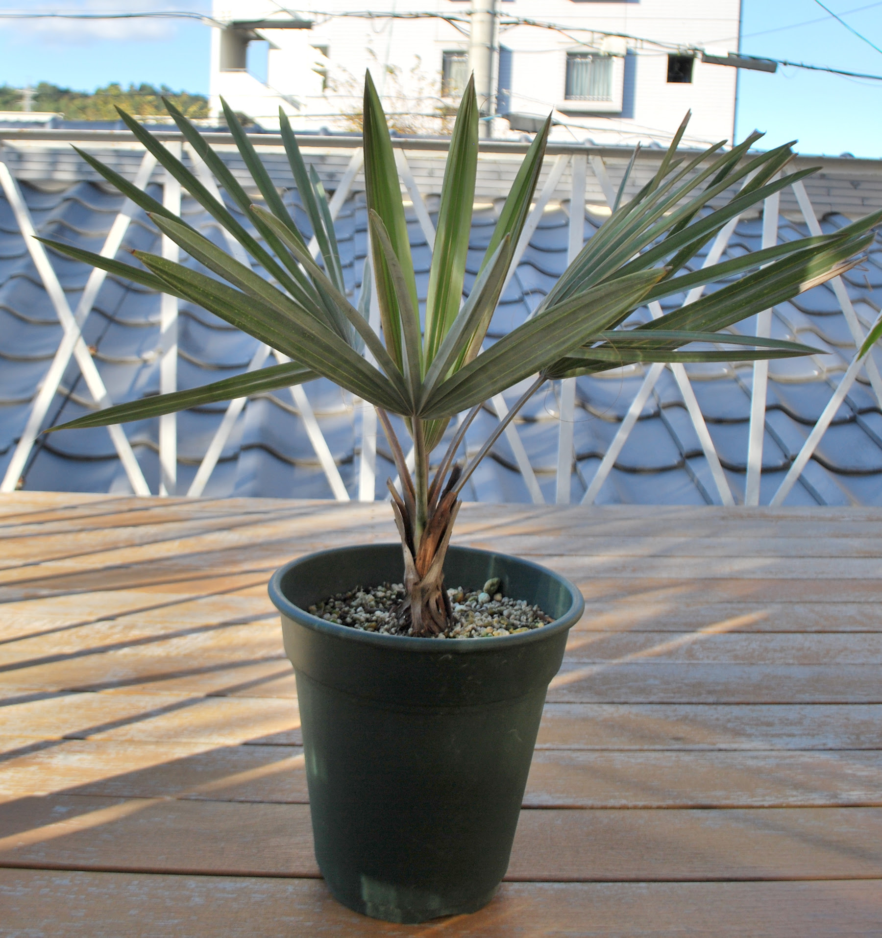 開始日時 19 11 19 火 18 57 終了日時 19 11 25 月 22 44 Trithrinax Campestris トリスリナクス カンペストリス 種子12個 送料無料 Trithrinax Campestris トリスリナクス カンペストリス 種子12個一般名 Blue Needle Palm ブルーニードル