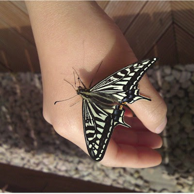 仲良しアゲハ 蝶との共生ダイアリー