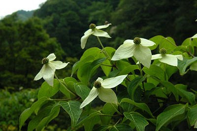 樹木の花 5月