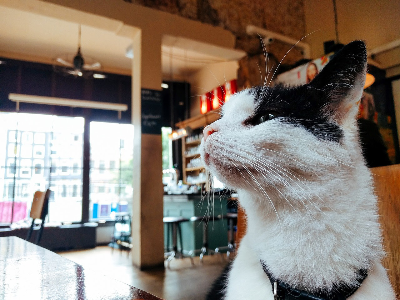猫にパンは絶対ng 与えてはいけない理由とパンを離さない時の対処法