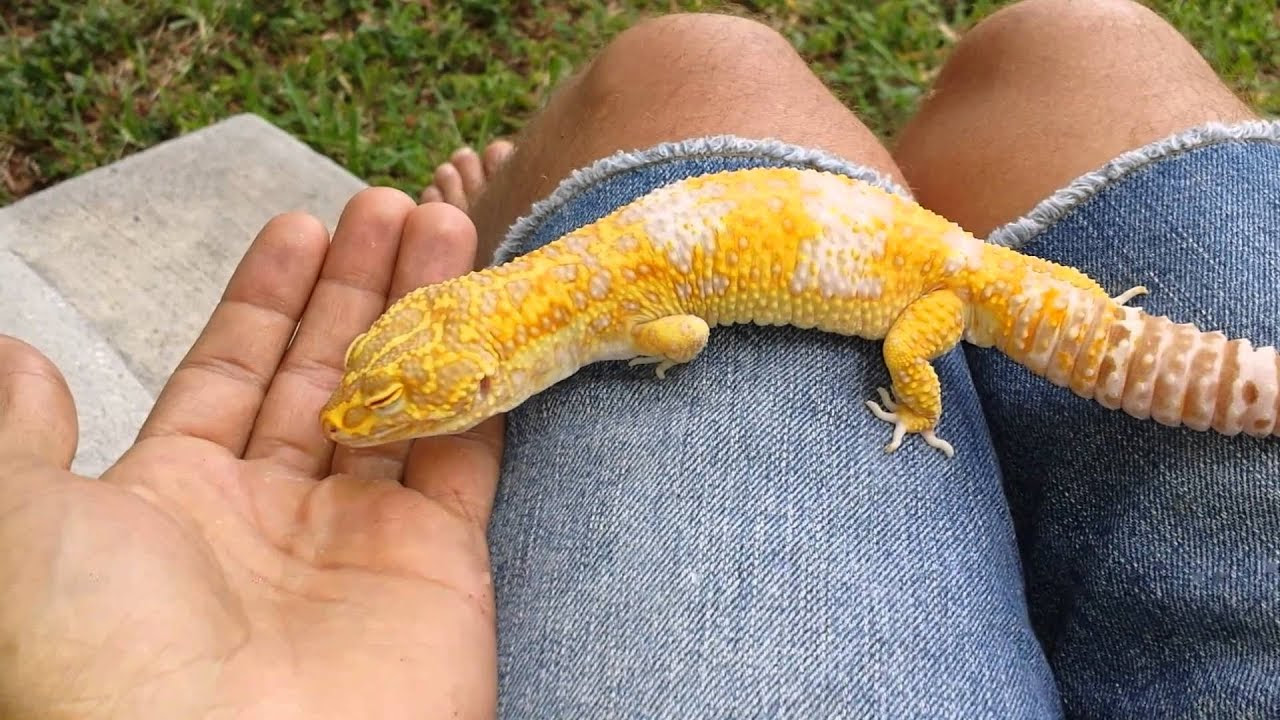 Super Giant Leopard Gecko - YouTube