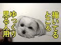 マルチーズ イラスト リアル 114406