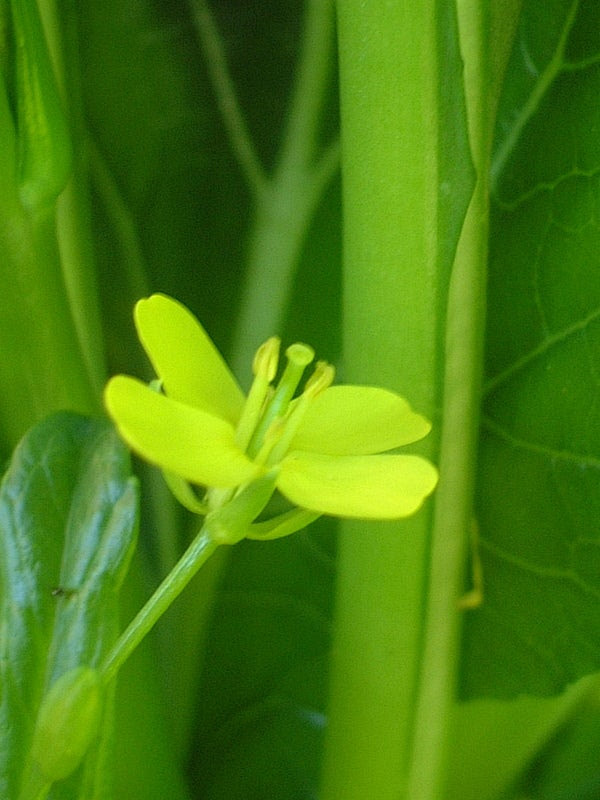 緑花野菜 みどりはなやさい ミドリハナヤサイ どら猫の花図鑑