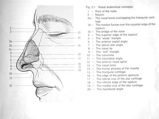 Nose anatomy. Image used with  permission.