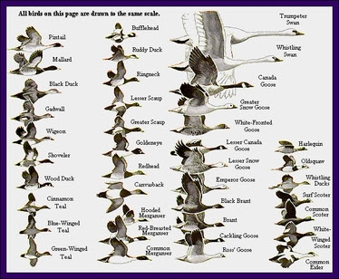 Wondrous Waterfowl - Highlights