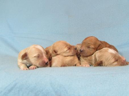 Cockapoo Puppies