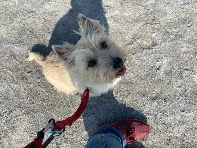 アレルギーは突然に 薄汚れ君がいく