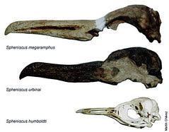 Spheniscus megaramphus & Spheniscus urbinai