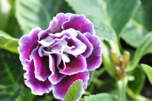 木燃花図鑑 グロキシア