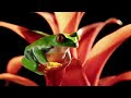 Red-Eyed Tree Frog in Slow Motion | Slow Motion Wild Animals | Love Nature