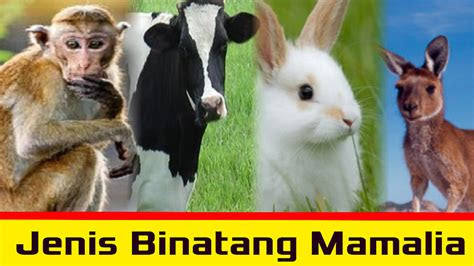 klasifikasi ciriciri binatang hewan mamalia peternak muda