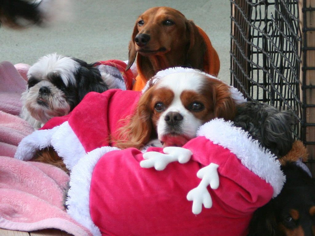 ドッグランの犬 壁紙写真集 無料写真素材