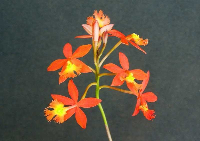 エピデンドラム 長茎 ラディカンス系 Epidendrum Radicans 今月のラン 百花繚蘭 エピデンドラムの部屋よりhttp Srrhnp Com Epi Html １ 初めにカトレヤの仲間ですが 広く栽培されている長茎種は丈夫です 細く長い茎に多肉の葉をつけ 小さな花