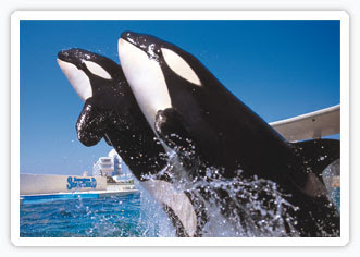 鴨川シーワールド シャチ ベルーガ イルカショー