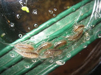 ミズゲジ駆除 写真あり閲覧注意 愛するメダカたち