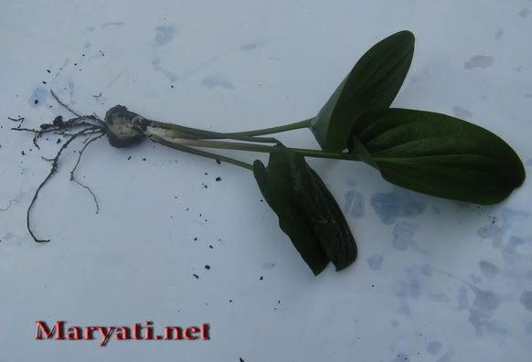 Jual Tanaman Keladi Tikus tanamanbaru Jual Tanaman Keladi Tikus tanamanbaru