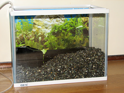 サワガニの飼育環境を整備 ぁぃの飼育ブログ