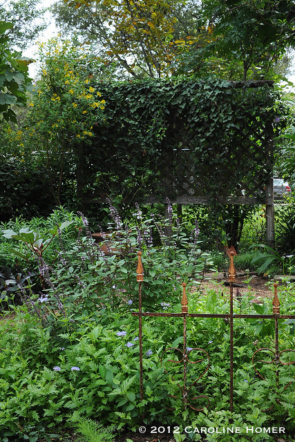 Renee Studebaker's garden