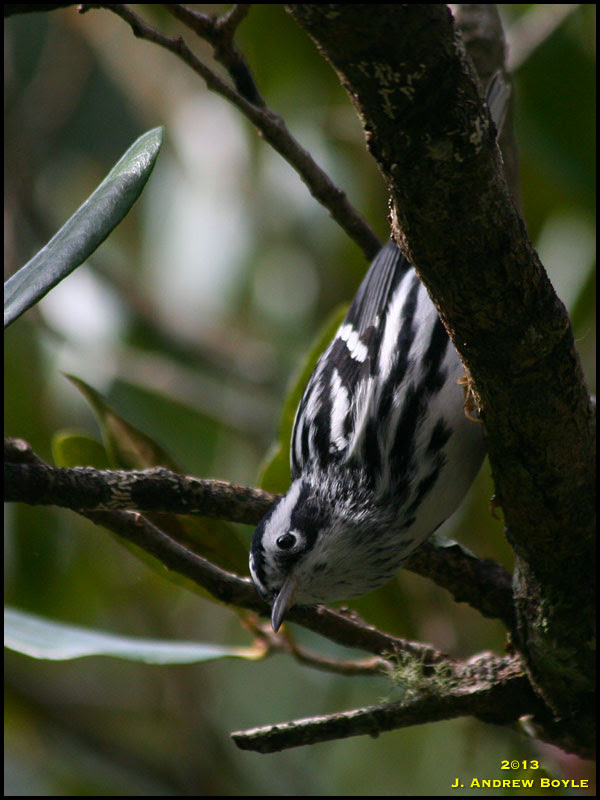 Black-and-White Warbler