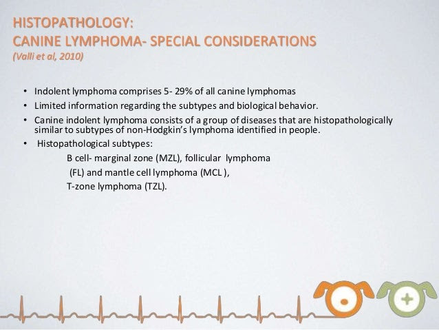 Low grade lymphoma in dogs