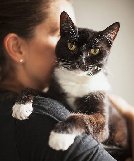  Cat  Cafe  Job Opening Manchester England 