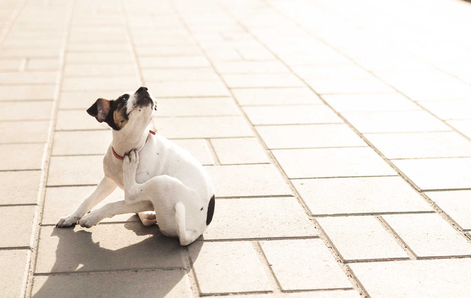 犬の皮膚病 治療と食事 ドッグフード ラボ