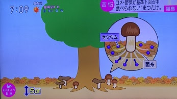 Mushpia メディア取材
