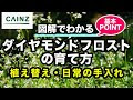 √99以上 ユーフォルビア ダイヤモンドフロスト 151926-ユーフォルビア ダイヤモンドフロスト