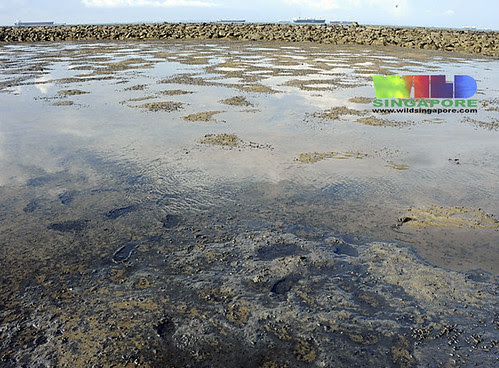 Oil spill signs on Tanah Merah weeks after 'clean up'