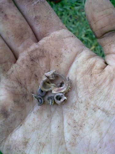 Semillas de Caléndula
